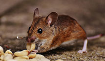 pre-construction-termite-treatment Experts in Shawnee Mission